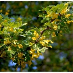 Sibirisk ærtetræ Caragana Arborescens Solitær Busk 150-175 Cm. - Med Klump -Sirius Butik mi461 caragana arborescens de7c
