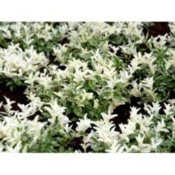 Benved 'Harlequin' Euonymus Fortunei 'Harlequin' Potte 2,0 Liter,- 20-25 Cm. 13 Benved 'Harlequin' Euonymus Fortunei 'Harlequin' Potte 2,0 Liter,- 20-25 Cm. -Sirius Butik mi4644 euonymus fortunei harlequin 1380