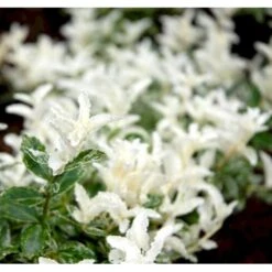 Benved 'Harlequin' Euonymus Fortunei 'Harlequin' Potte 2,0 Liter,- 20-25 Cm. 12 Benved 'Harlequin' Euonymus Fortunei 'Harlequin' Potte 2,0 Liter,- 20-25 Cm. -Sirius Butik mi4644 euonymus fortunei harlequin d61e