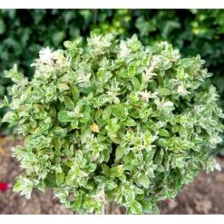 Benved 'Harlequin' Euonymus Fortunei 'Harlequin' Potte 2,0 Liter,- 20-25 Cm. 11 Benved 'Harlequin' Euonymus Fortunei 'Harlequin' Potte 2,0 Liter,- 20-25 Cm. -Sirius Butik mi4644 euonymus fortunei harlequin eefb