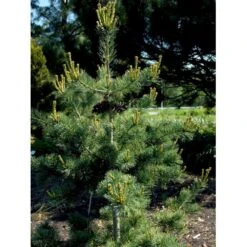 Penselfyr 'Negishi' Pinus Parviflora 'Negishi' Potte 12 Liter,- 40-60 Cm. -Sirius Butik mi4648 pinus parviflora negishi 07b6