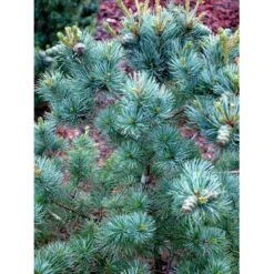 Penselfyr 'Negishi' Pinus Parviflora 'Negishi' Potte 12 Liter,- 40-60 Cm. -Sirius Butik mi4648 pinus parviflora negishi 204c