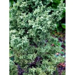 Japansk Kryptomeria 'Yokohama' Cryptomeria Japonica 'Yokohama' Potte 2,0 Liter,- 25-30 Cm. 7 Japansk Kryptomeria 'Yokohama' Cryptomeria Japonica 'Yokohama' Potte 2,0 Liter,- 25-30 Cm. -Sirius Butik mi4664 cryptomeria japonica yokohama 11d7