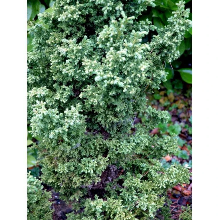 Japansk Kryptomeria 'Yokohama' Cryptomeria Japonica 'Yokohama' Potte 2,0 Liter,- 25-30 Cm. 4 Japansk Kryptomeria 'Yokohama' Cryptomeria Japonica 'Yokohama' Potte 2,0 Liter,- 25-30 Cm. - Billede 4