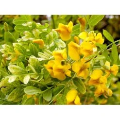 Hænge-Ærtetræ Caragana Arborescens 'Pendula' Opstammet 120 Cm. Med Potte -Sirius Butik mi466 caragana arborescens pendula b36c