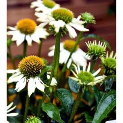 Purpursolhat 'Pow Wow - White' Echinacea Purpurea 'Pow Wow - White' Potte 2 Liter. -Sirius Butik mi4708 echinacea purpurea pow wow white 16e9