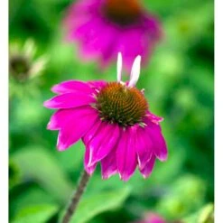 Purpursolhat Echinacea Pur .'Wild Berry'® 1 Liter Potte -Sirius Butik mi4711 echinacea purpurea pow wow wild berry 098f