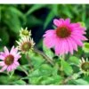 Purpursolhat Echinacea Pur .'Wild Berry'® 1 Liter Potte