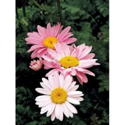 Rosenkrave 'Robinson's Rosa' Tanacetum Coccineum 'Robinson's Rosa' 1 Liter Potte -Sirius Butik mi4719 tanacetum coccineum robinson s rosa e507