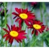Rosenkrave 'Robinsons Rote' Tanacetum Coccineum 'Robinson's Rote' 1 Liter Potte