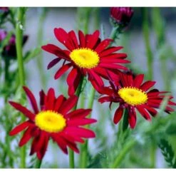 Rosenkrave 'Robinsons Rote' Tanacetum Coccineum 'Robinson's Rote' 1 Liter Potte