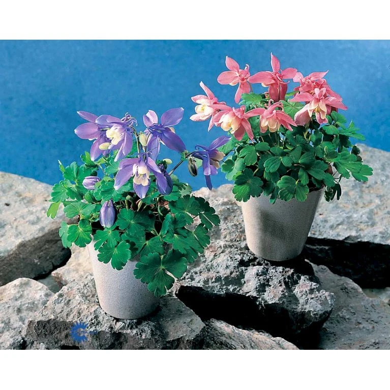 Dværgakeleje Aquilegia Flabellata 'Ministar' 1 Liter Potte 4 Dværgakeleje Aquilegia Flabellata 'Ministar' 1 Liter Potte - Billede 4