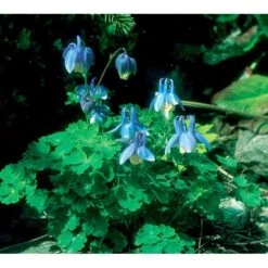 Dværgakeleje Aquilegia Flabellata 'Ministar' 1 Liter Potte 7 Dværgakeleje Aquilegia Flabellata 'Ministar' 1 Liter Potte -Sirius Butik mi4839 aquilegia flabellata 834a