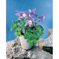 Dværgakeleje Aquilegia Flabellata 'Ministar' 1 Liter Potte 9 Dværgakeleje Aquilegia Flabellata 'Ministar' 1 Liter Potte -Sirius Butik mi4839 aquilegia flabellata a25b