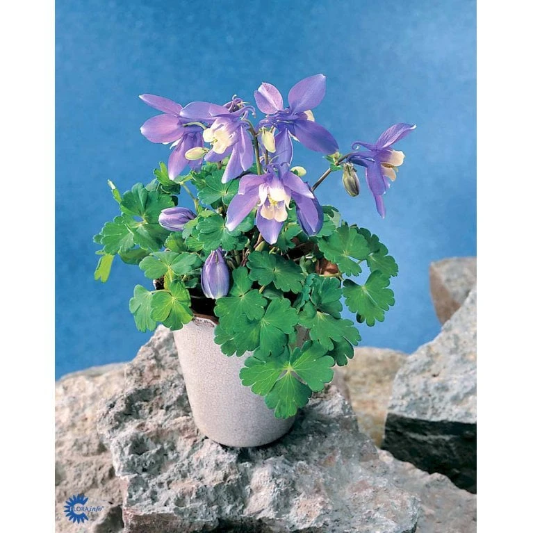 Dværgakeleje Aquilegia Flabellata 'Ministar' 1 Liter Potte 5 Dværgakeleje Aquilegia Flabellata 'Ministar' 1 Liter Potte - Billede 5