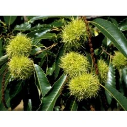 Ægte Kastanje 'Marigoule' Castanea Sativa 'Marigoule' Opbundet Til Ca. 150 Cm. Med Potte -Sirius Butik mi484 castanea sativa 357d