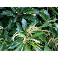 Ægte Kastanje 'Marigoule' Castanea Sativa 'Marigoule' Opbundet Til Ca. 150 Cm. Med Potte -Sirius Butik mi484 castanea sativa 9b92