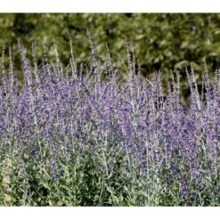 Russisk Salvie 'Little Spire' Perovskia Atriplicifolia 'Little Spire' 1 Liter Potte -Sirius Butik mi4891 perovskia atriplicifolia little spire 5003