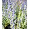 Russisk Salvie 'Little Spire' Perovskia Atriplicifolia 'Little Spire' 1 Liter Potte