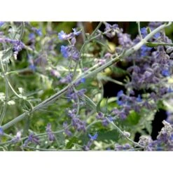 Russisk Salvie 'Little Spire' Perovskia Atriplicifolia 'Little Spire' 1 Liter Potte -Sirius Butik mi4891 perovskia atriplicifolia little spire bc46