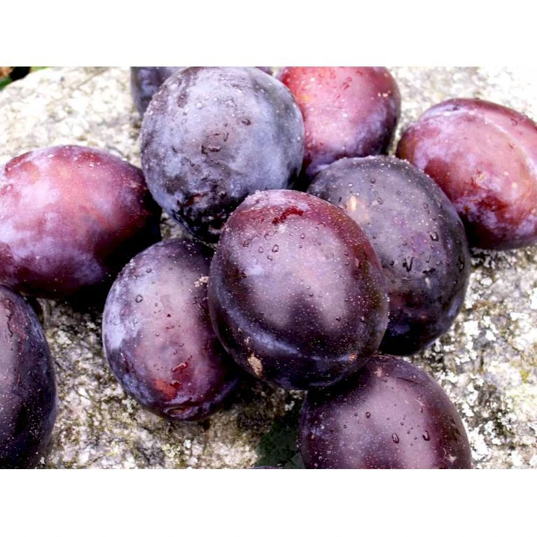 Blomme 'Hanita' Prunus Domestica 'Hanita' 4-8 Grene, 130-170 Cm. 10 Liter Potte. (S.J.A.) 3 Blomme 'Hanita' Prunus Domestica 'Hanita' 4-8 Grene, 130-170 Cm. 10 Liter Potte. (S.J.A.) - Billede 3