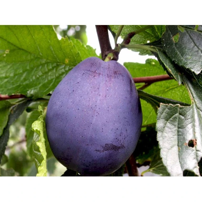 Blomme 'Hanita' Prunus Domestica 'Hanita' 4-8 Grene, 130-170 Cm. 10 Liter Potte. (S.J.A.) 4 Blomme 'Hanita' Prunus Domestica 'Hanita' 4-8 Grene, 130-170 Cm. 10 Liter Potte. (S.J.A.) - Billede 4