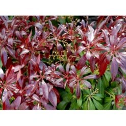 Pieris 'Katsura' Pieris Japonica 'Katsura' Potte 3,0 Liter,- 25-30 Cm. -Sirius Butik mi4904 pieris japonica katsura 06d4