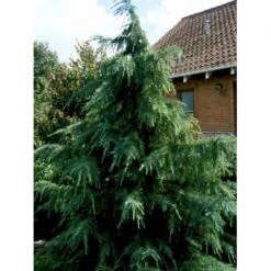 Himalaya Ceder Cedrus Deodara Potte 3,0 Liter,- 40-60 Cm. -Sirius Butik mi494 cedrus deodara c45d