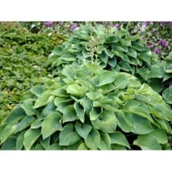 Funkia 'Blue Cadet' Hosta Hybrid 'Blue Cadet' 1 Liter Potte -Sirius Butik mi4980 hosta blue cadet 5b4a