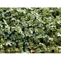 Blågrøn Tornnød Acaena Buchananii 10 Cm. Potte 7 Blågrøn Tornnød Acaena Buchananii 10 Cm. Potte -Sirius Butik mi49 acaena buchananii 022c