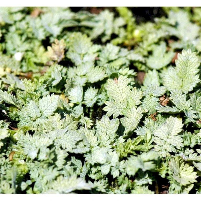 Blågrøn Tornnød Acaena Buchananii 10 Cm. Potte 1 Blågrøn Tornnød Acaena Buchananii 10 Cm. Potte