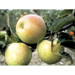 Æble 'Aroma' Malus X 'Aroma' 4-8 Grene. 120-160 Cm. Potte, (M7) -Sirius Butik mi5008 malus domestica aroma 0639