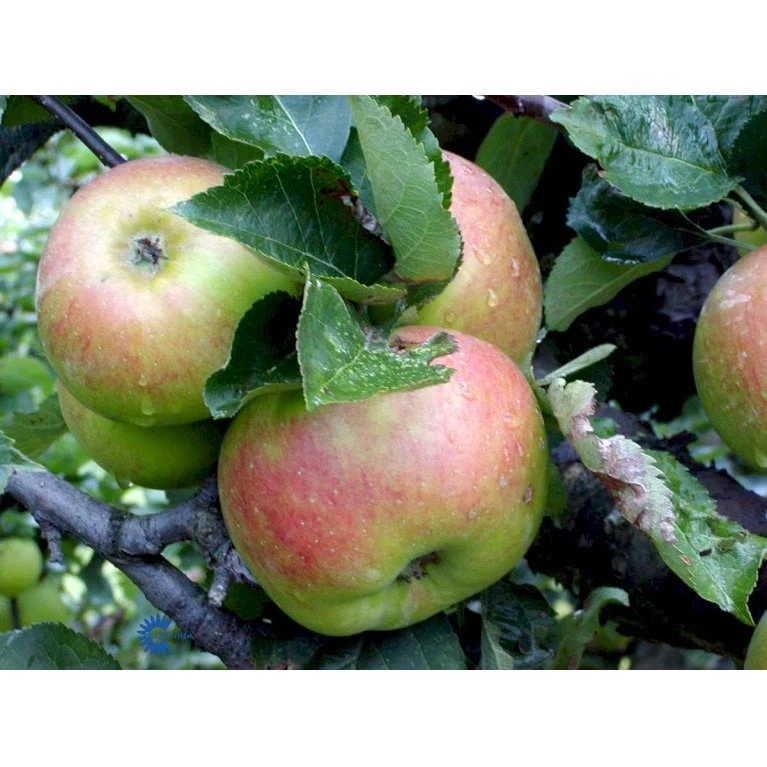 ÆBLE 'BRAMLEY' Malus Domestica 'Bramley' 4-8 Grene, 120-160 Cm. 7,5 Liter Potte 1 ÆBLE 'BRAMLEY' Malus Domestica 'Bramley' 4-8 Grene, 120-160 Cm. 7,5 Liter Potte