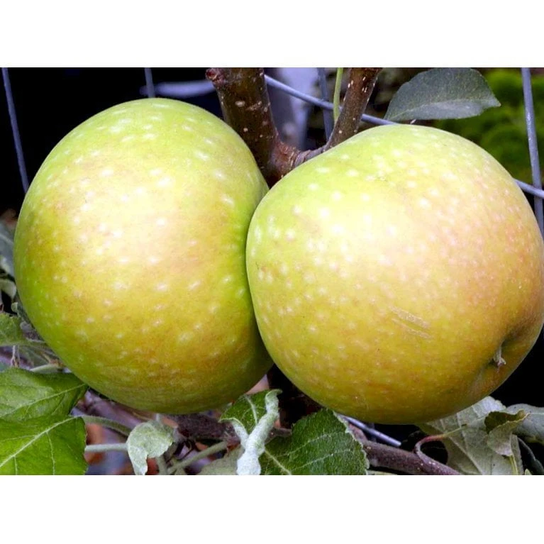 Æble 'Cox Orange Queen' Malus X 'Cox Orange Queen' Espalier 2 Etager,- Med Potte 3 Æble 'Cox Orange Queen' Malus X 'Cox Orange Queen' Espalier 2 Etager,- Med Potte - Billede 3
