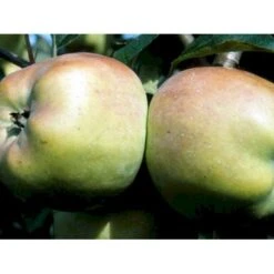 Æble 'Filippa' Malus X 'Filippa' Espalier 2 Etager,- Med Potte -Sirius Butik mi5022 malus domestica filippa 380d