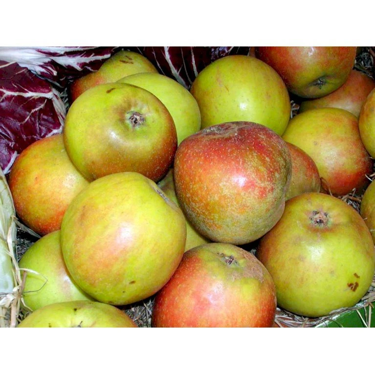 Æble 'Holsteiner Cox' Malus X 'Holsteiner Cox' 4-8 Grene. 120-160 Cm. Potte, (M7) 3 Æble 'Holsteiner Cox' Malus X 'Holsteiner Cox' 4-8 Grene. 120-160 Cm. Potte, (M7) - Billede 3