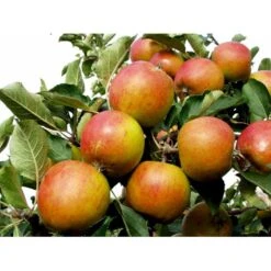 Æble 'Holsteiner Cox' Malus X 'Holsteiner Cox' 4-8 Grene. 120-160 Cm. Potte, (M7) 7 Æble 'Holsteiner Cox' Malus X 'Holsteiner Cox' 4-8 Grene. 120-160 Cm. Potte, (M7) -Sirius Butik mi5035 malus domestica holsteiner cox 271e