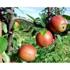 Æble 'Ildrød Pigeon' Malus X 'Ildrød Pigeon' 4-8 Grene. 120-160 Cm. Potte, (M7) -Sirius Butik mi5038 malus domestica ildroed pigeon 3fc8