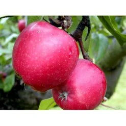 Æble 'Ildrød Pigeon' Malus X 'Ildrød Pigeon' 4-8 Grene. 120-160 Cm. Potte, (M7) -Sirius Butik mi5038 malus domestica ildroed pigeon a0fd