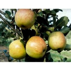 Æble 'James Grieve' Malus X 'James Grieve' Espalier 2 Etager,- Med Potte -Sirius Butik mi5042 malus domestica james grieve 63cf