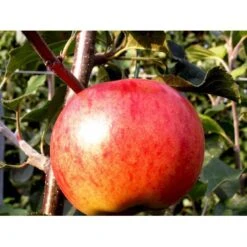 Æble 'Rubinola' Malus X 'Rubinola' Træ Med Sidegrene,- Stammeomkreds 20-25 Cm. Med Klump