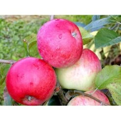 Æble 'Rød Ananas' Malus X 'Rød Ananas' Dværgtræ, 3-5 Grene, 6,7 Liter Potte, 80-100 Cm. -Sirius Butik mi5065 malus domestica roed ananas 2a7b