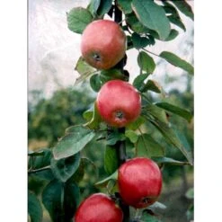 Æble 'Rød Ananas' Malus X 'Rød Ananas' Dværgtræ, 3-5 Grene, 6,7 Liter Potte, 80-100 Cm. -Sirius Butik mi5065 malus domestica roed ananas 6801