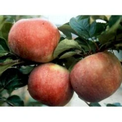 Æble 'Rød Aroma' Malus X 'Rød Aroma' 4-8 Grene. 120-160 Cm. Potte, (M7) -Sirius Butik mi5066 malus domestica roed aroma 9e2c