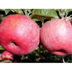 Æble 'Rød Aroma' Malus X 'Rød Aroma' 4-8 Grene. 120-160 Cm. Potte, (M7) -Sirius Butik mi5066 malus domestica roed aroma fa34