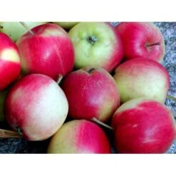 Æble 'Sunrise' Malus X 'Sunrise' 4-8 Grene. 120-160 Cm. Potte, (M7) -Sirius Butik mi5074 malus domestica sunrise 4801