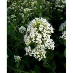 Sporebaldrian 'Albus' Centranthus Ruber 'Albus' 1 Liter Potte -Sirius Butik mi507 centranthus ruber albus 7403
