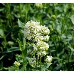 Sporebaldrian 'Albus' Centranthus Ruber 'Albus' 1 Liter Potte -Sirius Butik mi507 centranthus ruber albus faaa