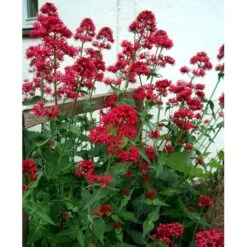 Sporebaldrian 'Coccineus' Centranthus Ruber 'Coccineus' 1 Liter Potte -Sirius Butik mi508 centranthus ruber coccineus 092f