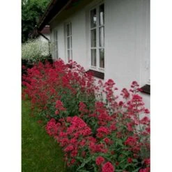 Sporebaldrian 'Coccineus' Centranthus Ruber 'Coccineus' 1 Liter Potte -Sirius Butik mi508 centranthus ruber coccineus 7996